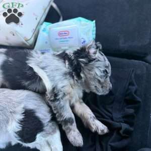 Lyla, Border Collie Mix Puppy